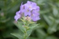 Milky bellflower Campanula lactiflora Loddon Anna, buds and flowers